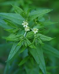 Attēlu rezultāti vaicājumam “Lithospermum officinale”