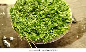 Attēlu rezultāti vaicājumam “Utricularia minor leaf”