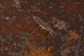 Attēlu rezultāti vaicājumam “Limnoporus rufoscutellatus”