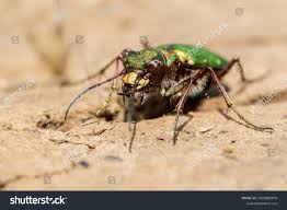 Attēlu rezultāti vaicājumam “Cicindela campestris”