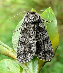 Attēlu rezultāti vaicājumam “Acronicta rumicis”