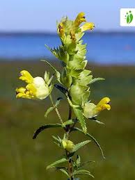Attēlu rezultāti vaicājumam “Rhinanthus serotinus leaf”