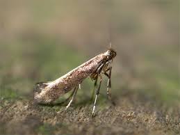 Attēlu rezultāti vaicājumam “Calybites phasianipennella”