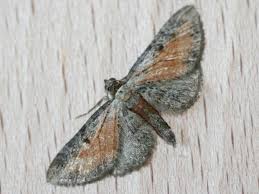 Attēlu rezultāti vaicājumam “Eupithecia icterata”