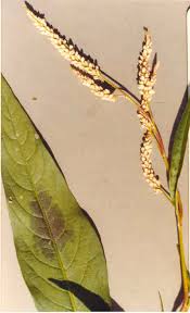 Attēlu rezultāti vaicājumam “Polygonaceae”