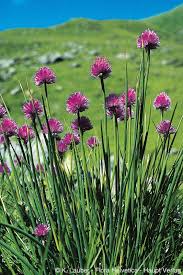 Image result for Allium schoenoprasum