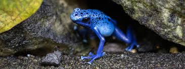 Image result for blauer baumsteiger