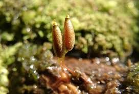 Attēlu rezultāti vaicājumam “Buxbaumia aphylla sporophyte”