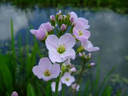 Attēlu rezultāti vaicājumam “Cardamine pratensis flower”
