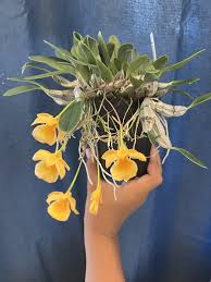 Attēlu rezultāti vaicājumam “Didymium aggregatum”