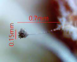 Attēlu rezultāti vaicājumam “Paradiacheopsis rigida macro”