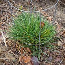 Attēlu rezultāti vaicājumam “Deschampsia cespitosa bud”