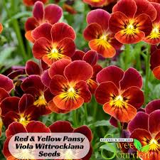 Image result for Viola wittrockiana