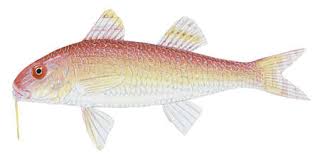 Image result for Pseudupeneus maculatus