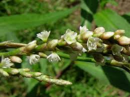 Attēlu rezultāti vaicājumam “Polygonaceae”