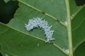 Attēlu rezultāti vaicājumam “Eriocampa ovata”