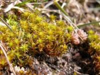 Attēlu rezultāti vaicājumam “Syntrichia ruralis var. ruralis sporophyte”