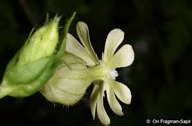 Attēlu rezultāti vaicājumam “Silene latifolia subsp. alba flower”