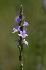 Image result for Verbena officinalis
