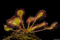 Attēlu rezultāti vaicājumam “Drosera x obovata”