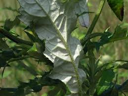 Attēlu rezultāti vaicājumam “Cirsium x rigens leaf”