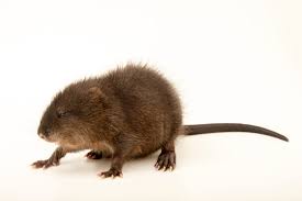 Attēlu rezultāti vaicājumam “Ondatra zibethicus”