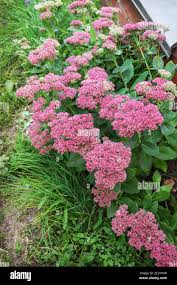 Attēlu rezultāti vaicājumam “Hylotelephium maximum leaf”