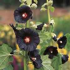 Image result for Alcea rosea nigra