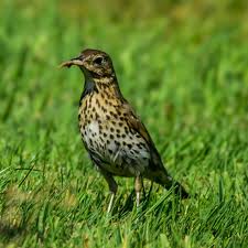 Attēlu rezultāti vaicājumam “Turdus philomelos”