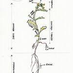 Attēlu rezultāti vaicājumam “Hieracium vulgatum”