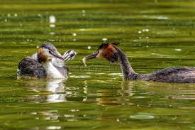 Attēlu rezultāti vaicājumam “Podiceps cristatus adult”