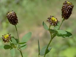 Attēlu rezultāti vaicājumam “Trifolium spadiceum”