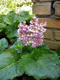 Attēlu rezultāti vaicājumam “Bergenia crassifolia flower”