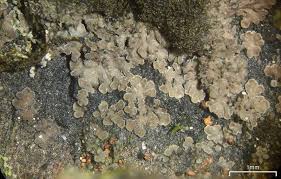 Attēlu rezultāti vaicājumam “Parmeliella triptophylla”