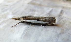 Attēlu rezultāti vaicājumam “Crambus hamella”