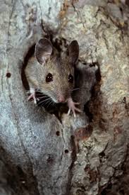 Attēlu rezultāti vaicājumam “Apodemus flavicollis”