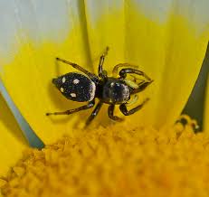 Attēlu rezultāti vaicājumam “Heliophanus sp.”