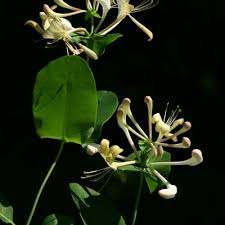 Attēlu rezultāti vaicājumam “Lonicera caprifolium”