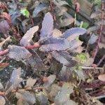 Attēlu rezultāti vaicājumam “Hylotelephium maximum leaf”