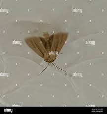 Attēlu rezultāti vaicājumam “Mythimna impura”