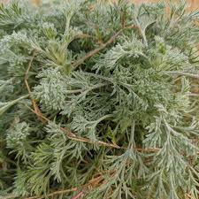 Image result for Artemisia caudata