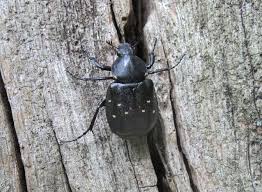 Attēlu rezultāti vaicājumam “Gnorimus variabilis”