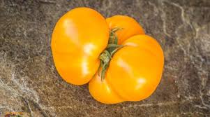 Afbeeldingsresultaat voor kosmonaut volkov 68D tomato