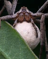 Attēlu rezultāti vaicājumam “Pisaura mirabilis female”