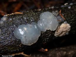 Attēlu rezultāti vaicājumam “Myxarium nucleatum”