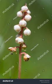 Attēlu rezultāti vaicājumam “Pyrola minor bud”