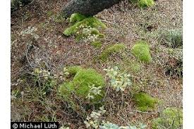 Attēlu rezultāti vaicājumam “Leucobryum glaucum”