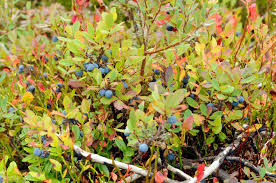 Attēlu rezultāti vaicājumam “Vaccinium uliginosum”