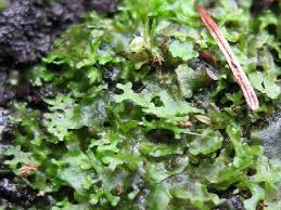 Attēlu rezultāti vaicājumam “Anthocerotopsida”