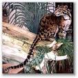 Clouded Leopard